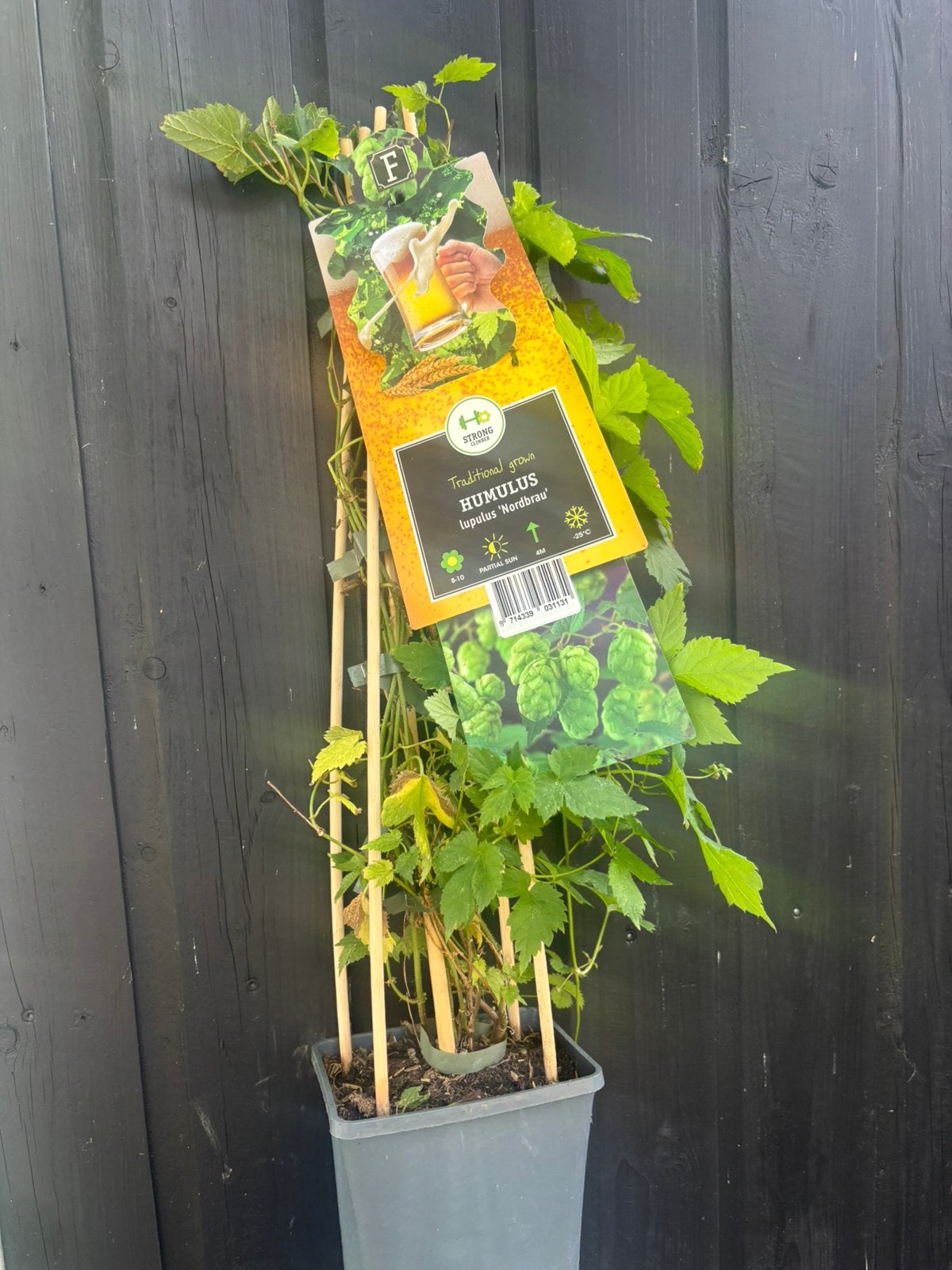 Hop, Ophalen, Vaste plant, Klimplanten, Halfschaduw