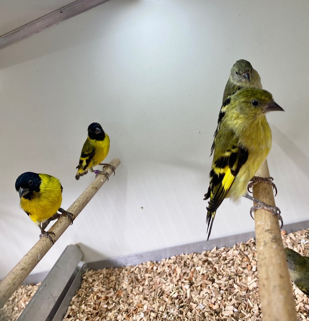 Zwartkopsijsen koppel en man, Dieren en Toebehoren, Vogels | Overige Vogels, Meerdere dieren