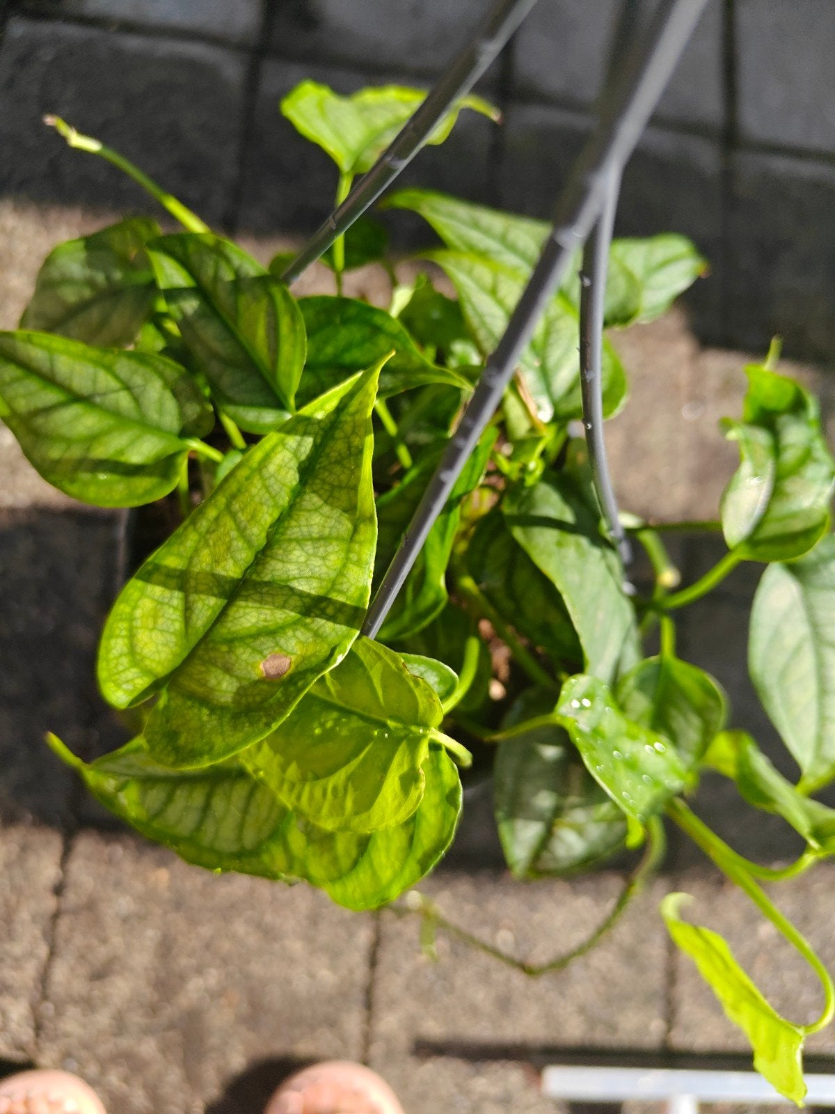 Stekjes van Monstera siltepecana, Overige soorten, In pot, Minder dan 100 cm, Groene kamerplant
