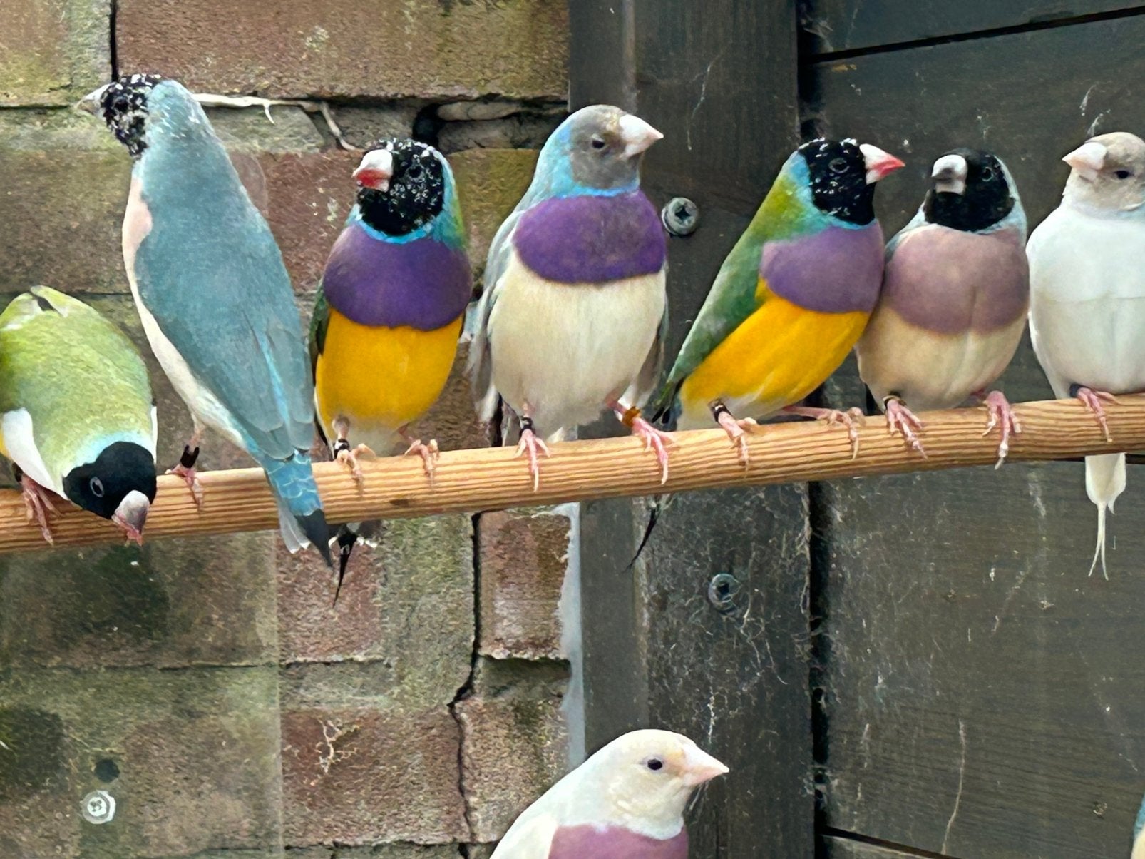 Gouldamadines koudkweek 2025 wildkleur split blauw, Meerdere dieren