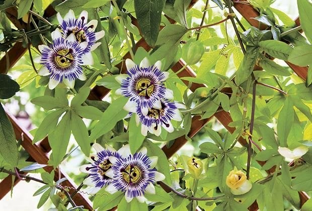 Passiebloem (Passiflora): Exotische Klimplant met Unieke Blo, Tuin en Terras, Planten | Tuinplanten, Ophalen, Volle zon, Vaste plant