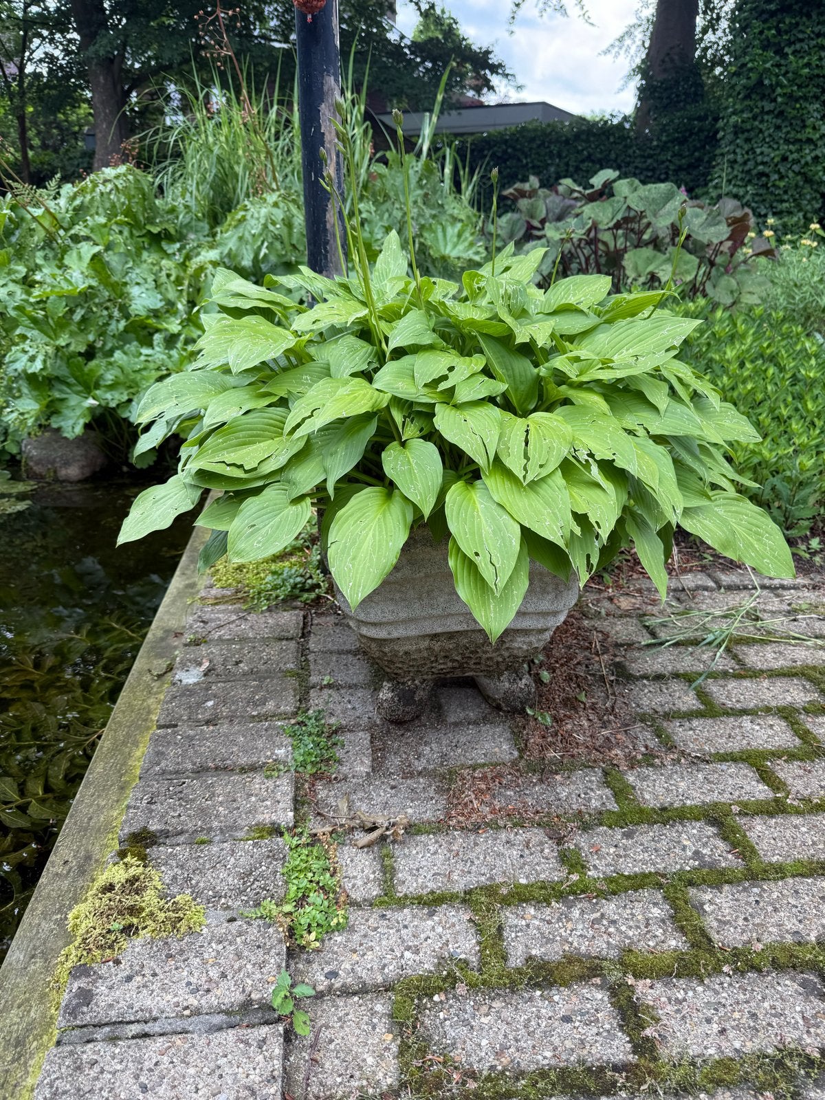 Robuuste pot met grote hosta, Ophalen, Gebruikt, Balkon, Beton