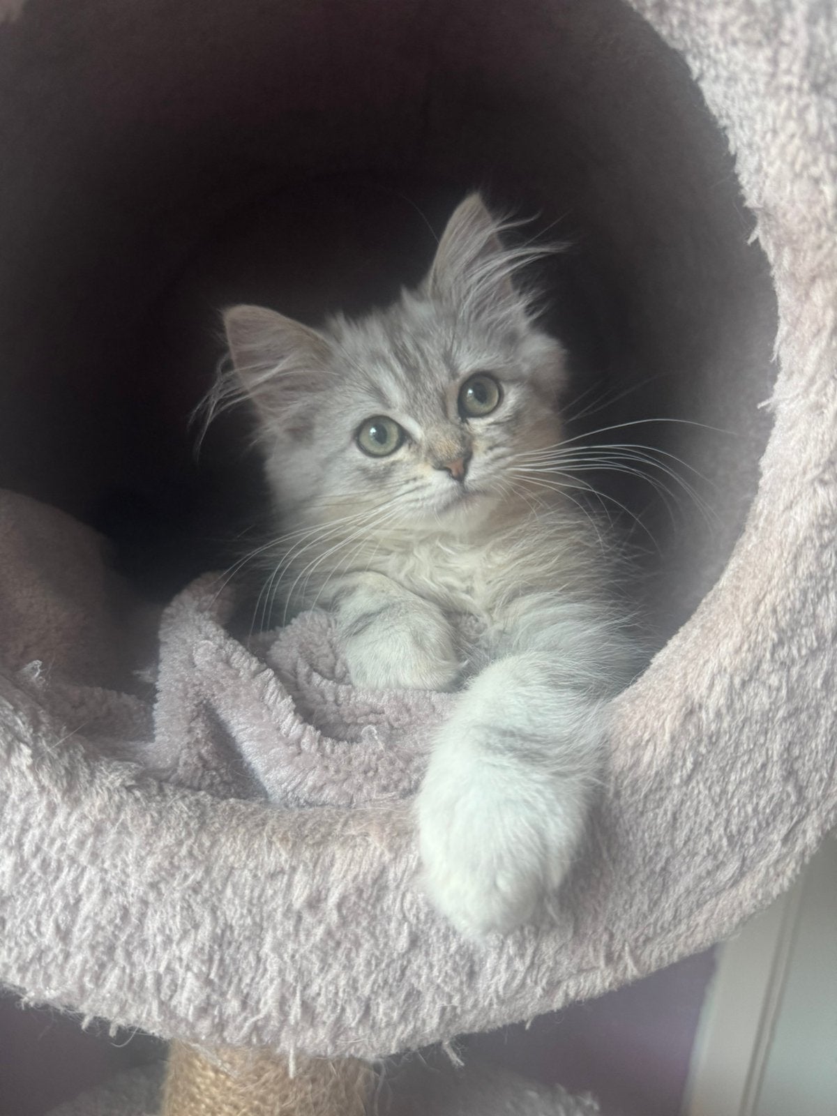 Nog 3 prachtige langhaar kittens!, Meerdere dieren, Gechipt