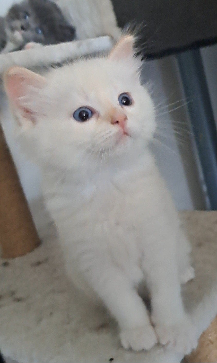 Prachtige langharige kittens, Meerdere dieren, Gechipt, 0 tot 2 jaar