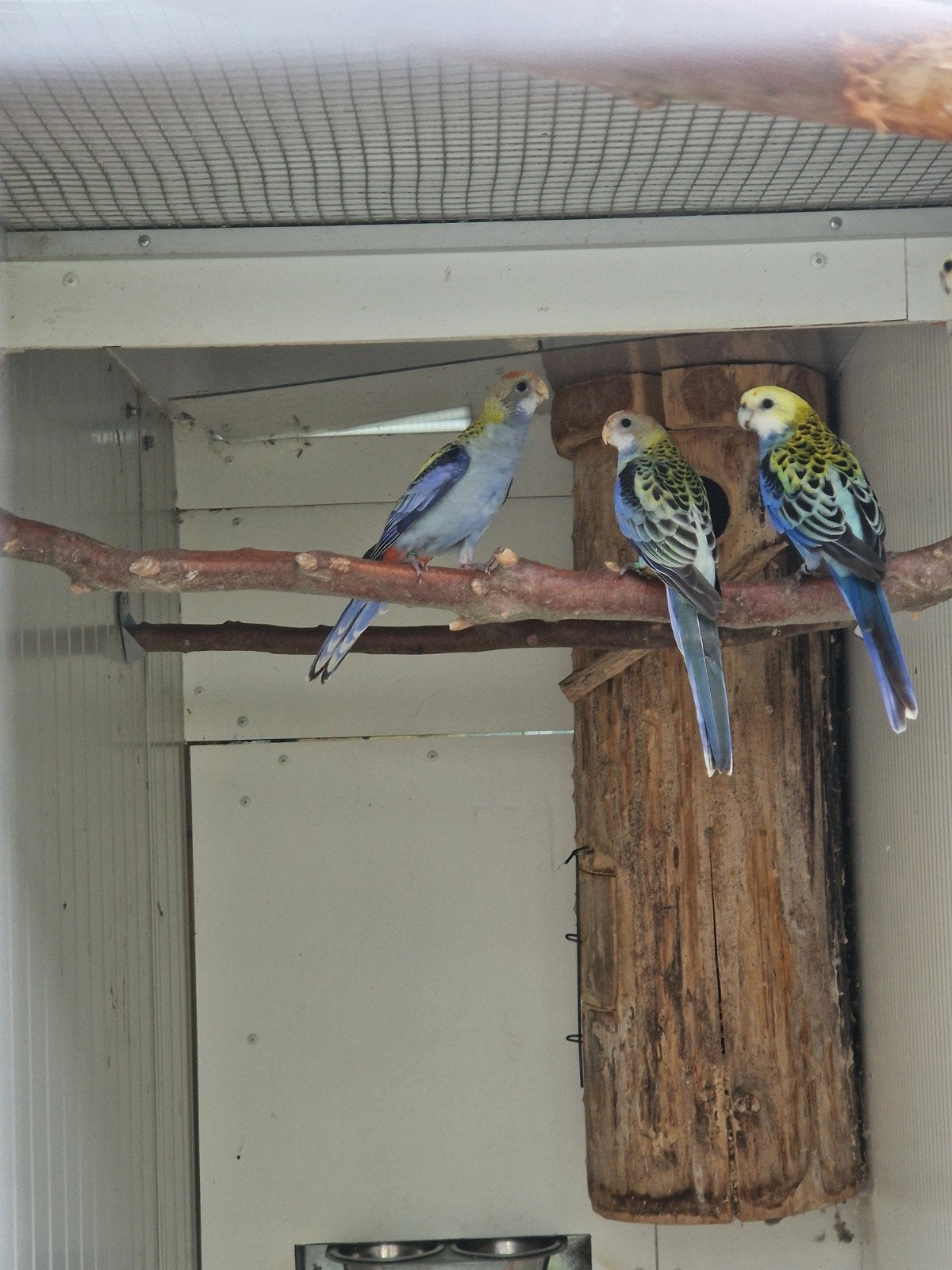 Bleekkop Rosella, Dieren en Toebehoren, Vogels | Parkieten en Papegaaien, Meerdere dieren, Parkiet, Geringd