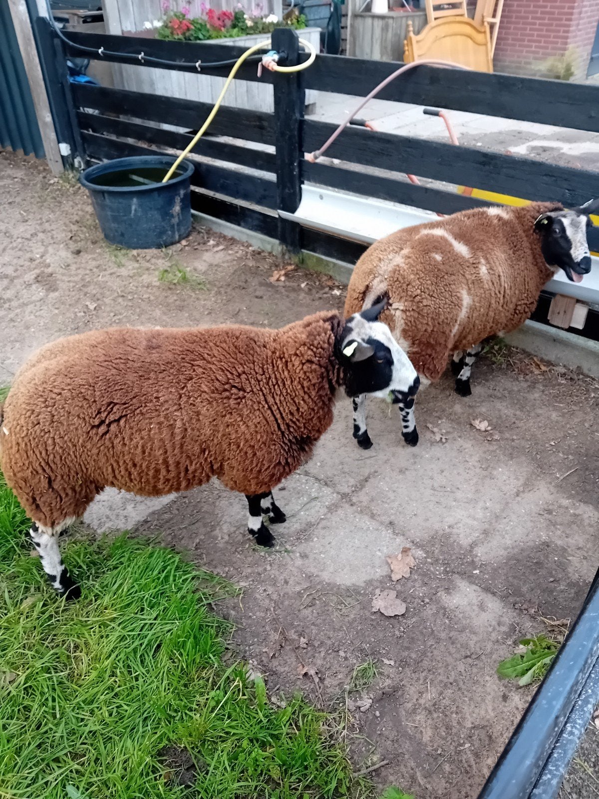 ooien te koop, Dieren en Toebehoren, Vrouwelijk, Schaap
