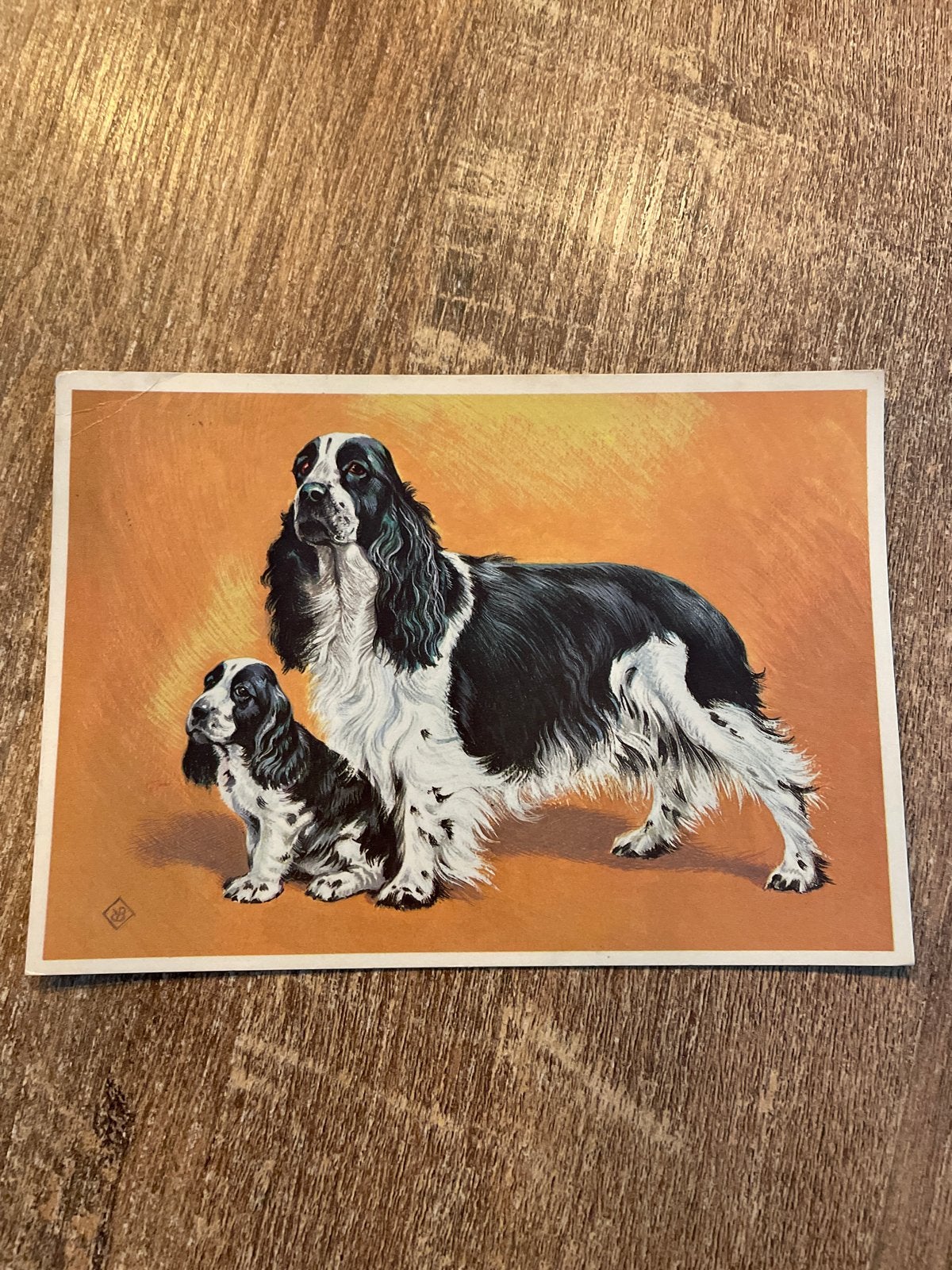 Oude Ansichtkaart: 'n Trotse Moeder Engelse Cocker Spaniel, Ophalen of Verzenden, 1960 tot 1980, Gelopen, Overige thema's