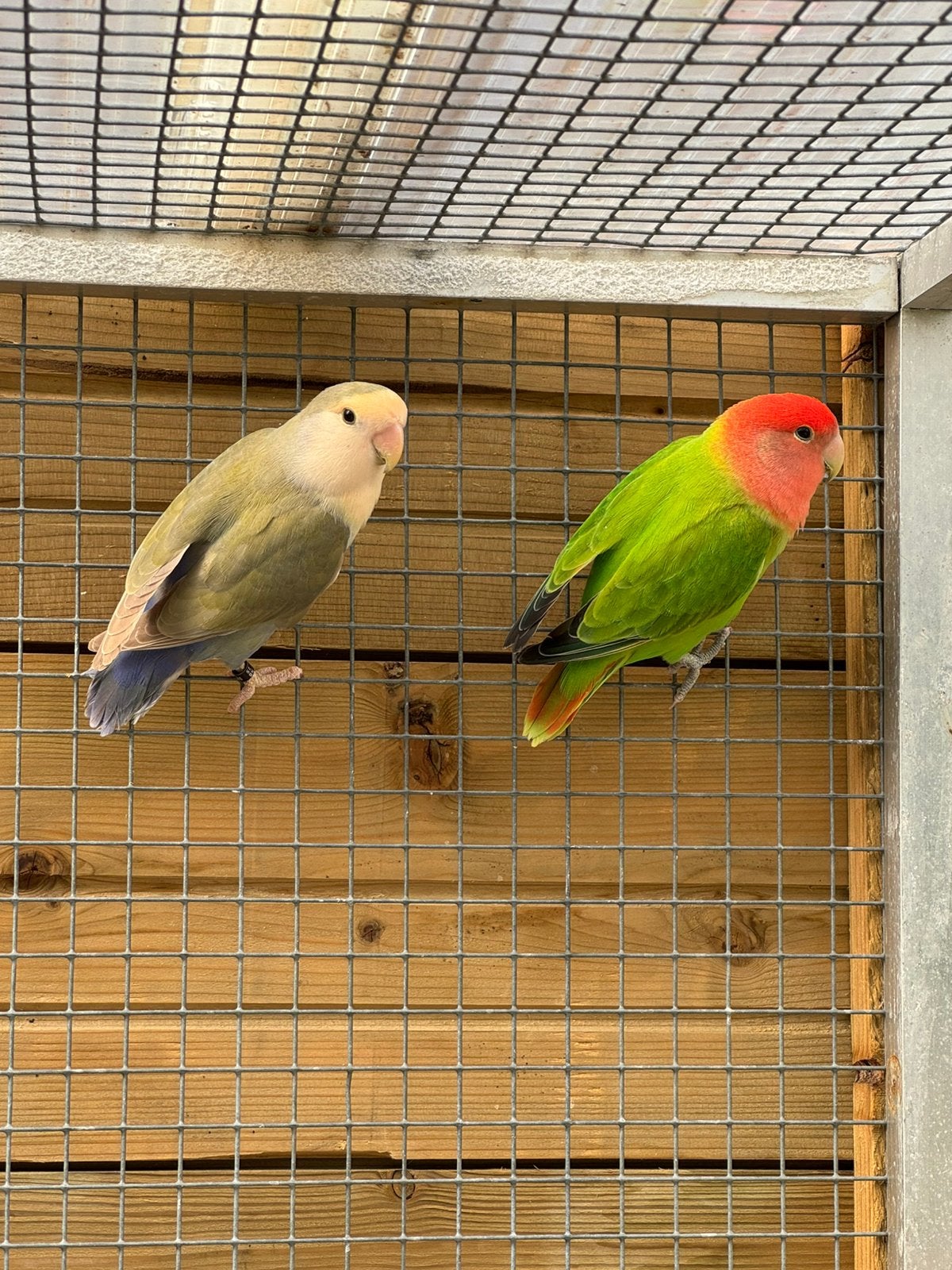 Koppel Agapornis roseicollie dwergpapegaai, Meerdere dieren, Dwergpapegaai of Agapornis