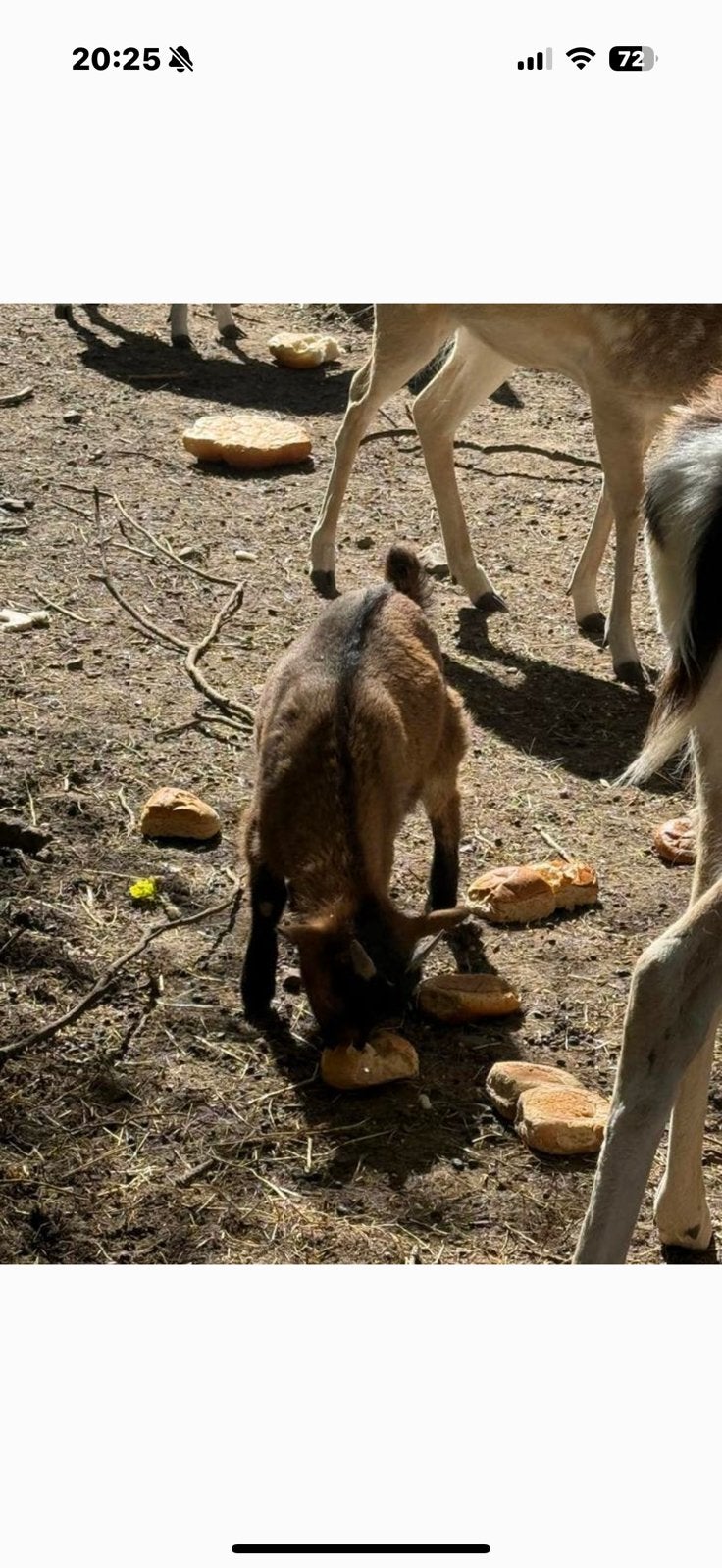 Dwergbok Gratis, Dieren en Toebehoren, Mannelijk, Schaap
