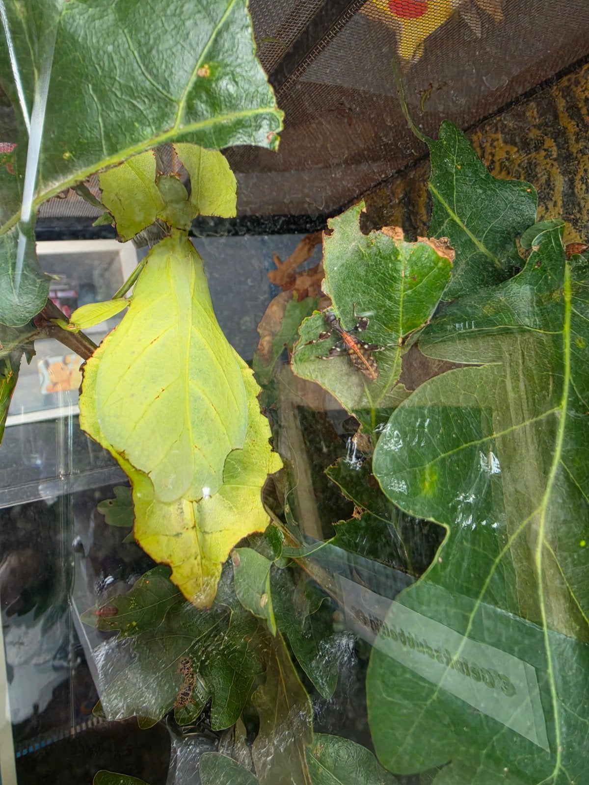 Eitjes Cryptophyllium limogesi, Dieren en Toebehoren, Overige soorten