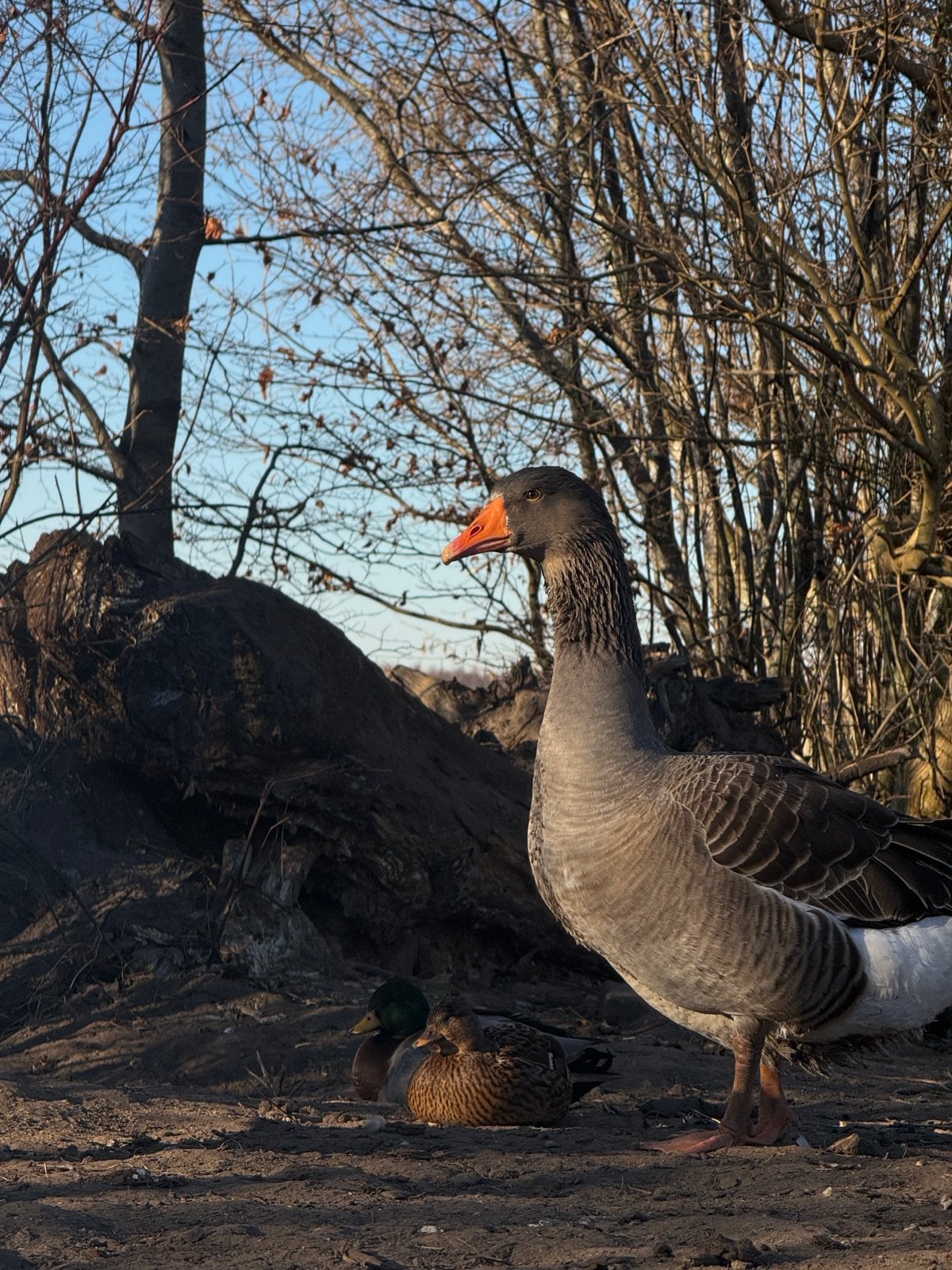 2 ganzen, Dieren en Toebehoren, Pluimvee, Meerdere dieren, Gans of Zwaan