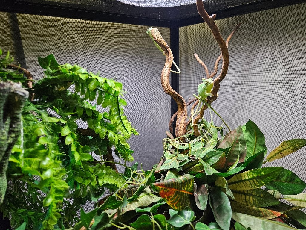 Chamaeleo calyptratus jemen kameleon, Hagedis, 0 tot 2 jaar