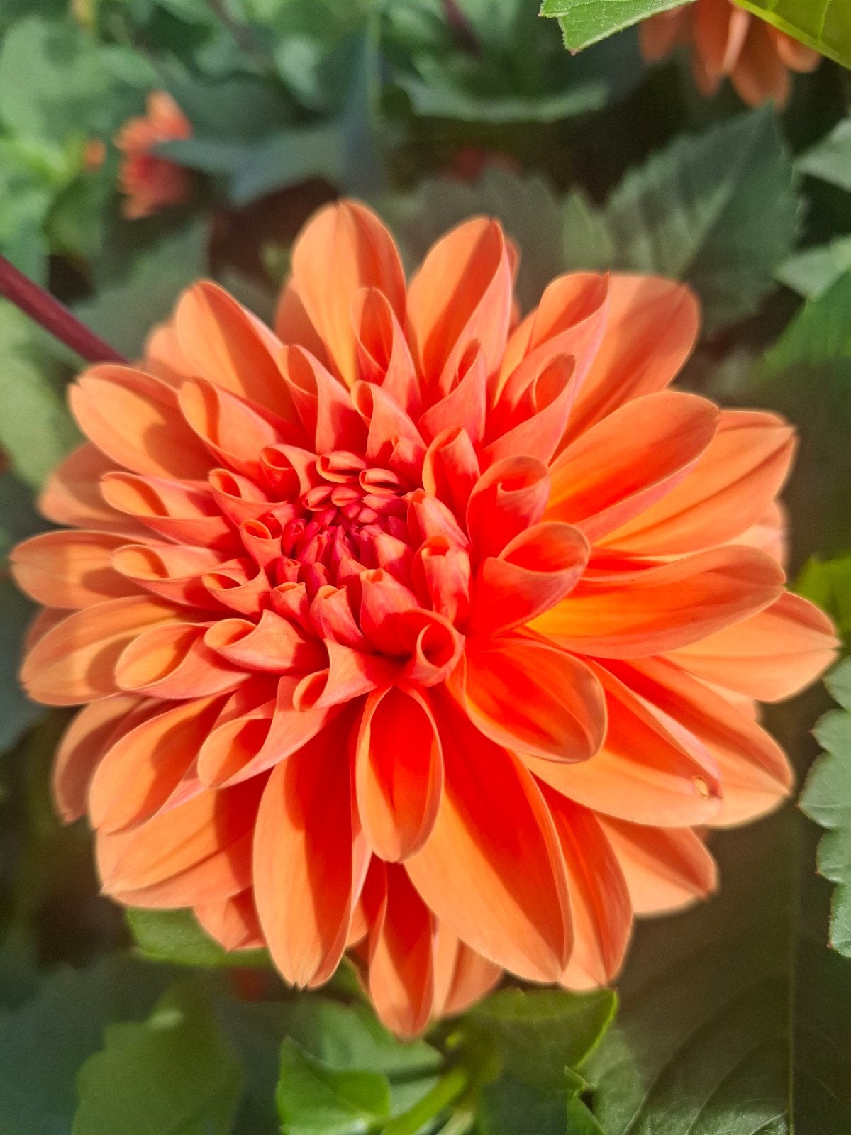 Dahlia Royal King knollen, Tuin en Terras, Ophalen of Verzenden, Volle zon, Knol