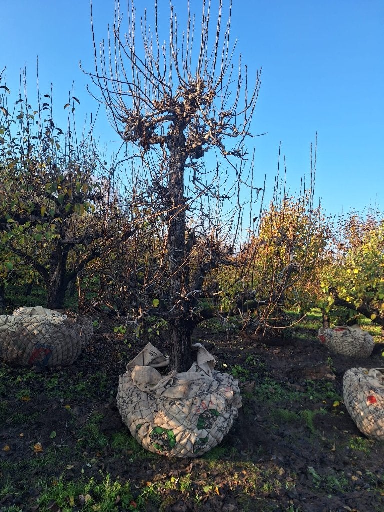 Doyenné du Comice perenboom 72 jaar, Ophalen, 250 tot 400 cm, Perenboom, Lente