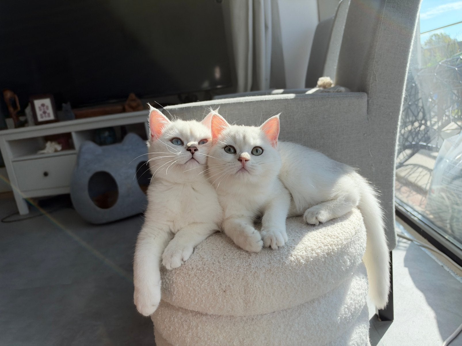Britse korthaar kittens MET STAMBOOM. Silver shell/shaded, Meerdere dieren, Met stamboom, 0 tot 2 jaar