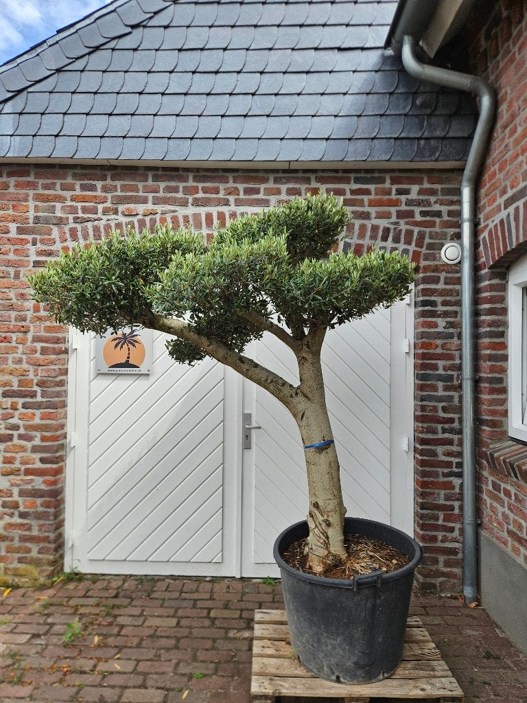 SUMMERSALE  Tot 25% KORTING OP PALMEN, OLIJFBOMEN & PLANTEN, In pot, Halfschaduw, Zomer, Overige soorten