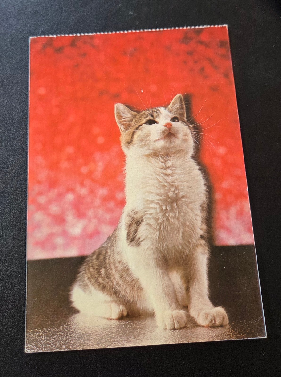 Katje met Rode Achtergrond, Verzenden, 1980 tot heden, Gelopen, Hond of Kat