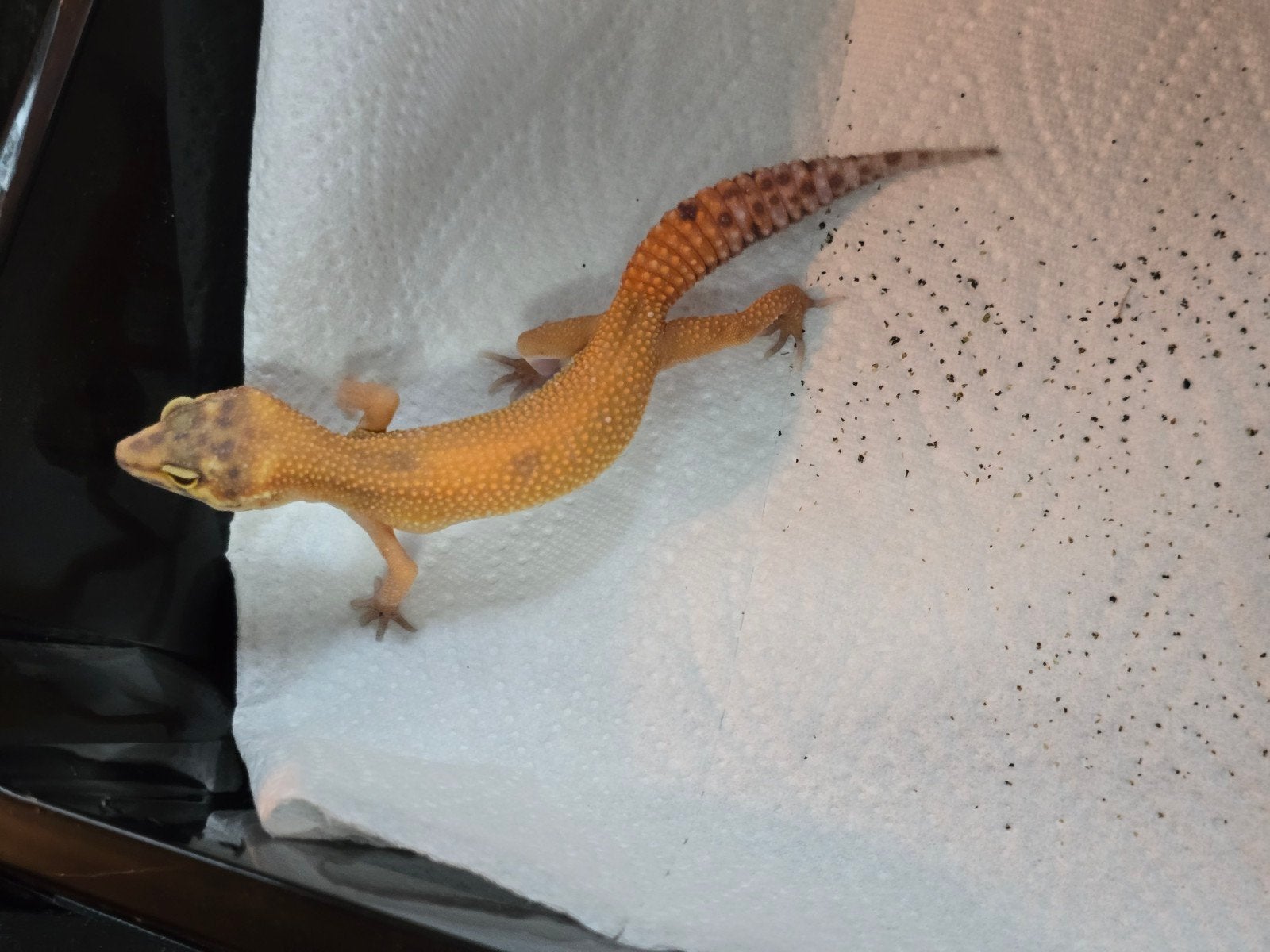 Diversen jonge luipaardgekko's in prachtige kleuren Leopard Gecko photo 6