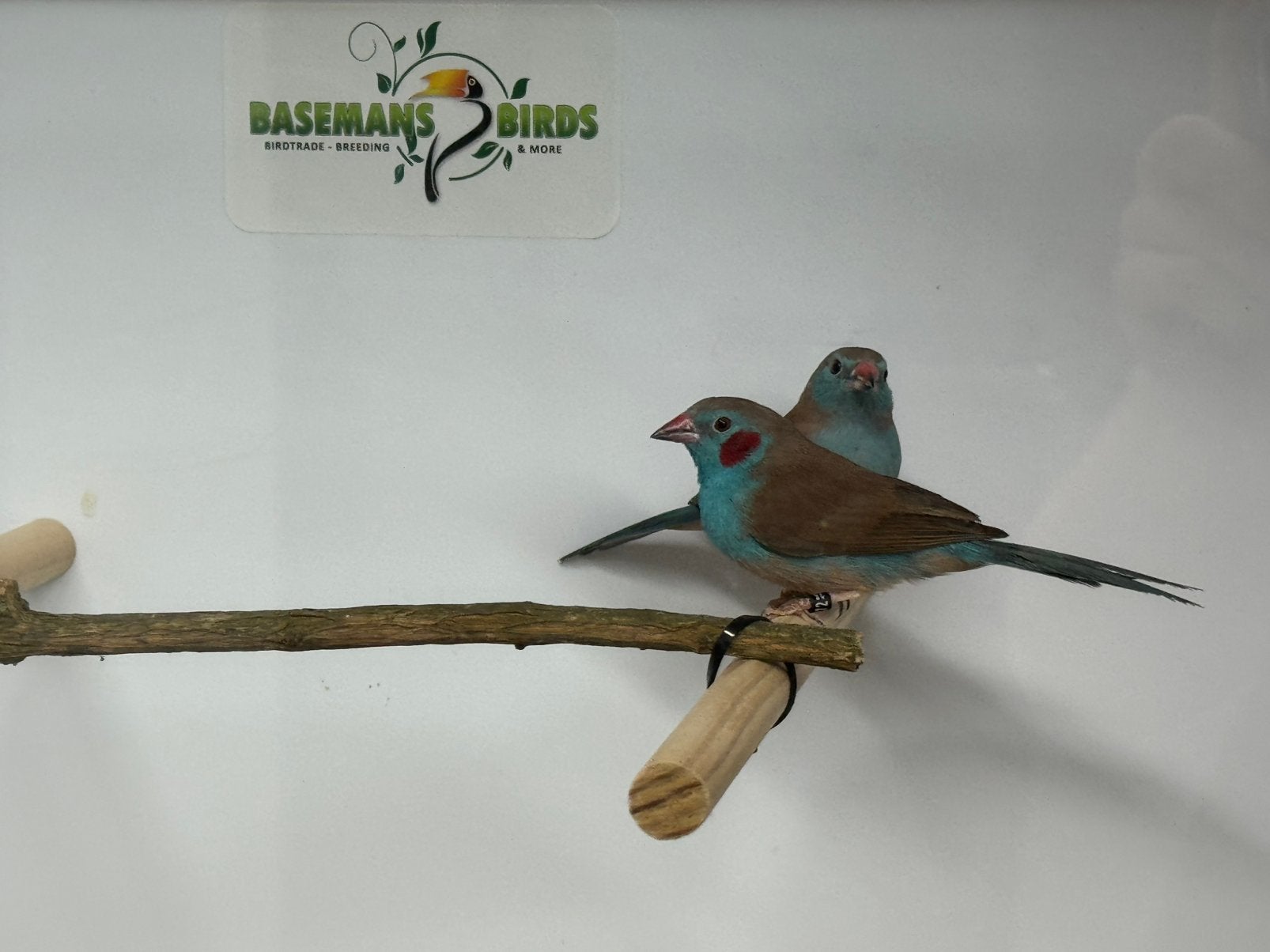 Roodwang blauwfazantjes - Uraeginthus bengalus, Dieren en Toebehoren, Meerdere dieren, Tropenvogel, Geringd