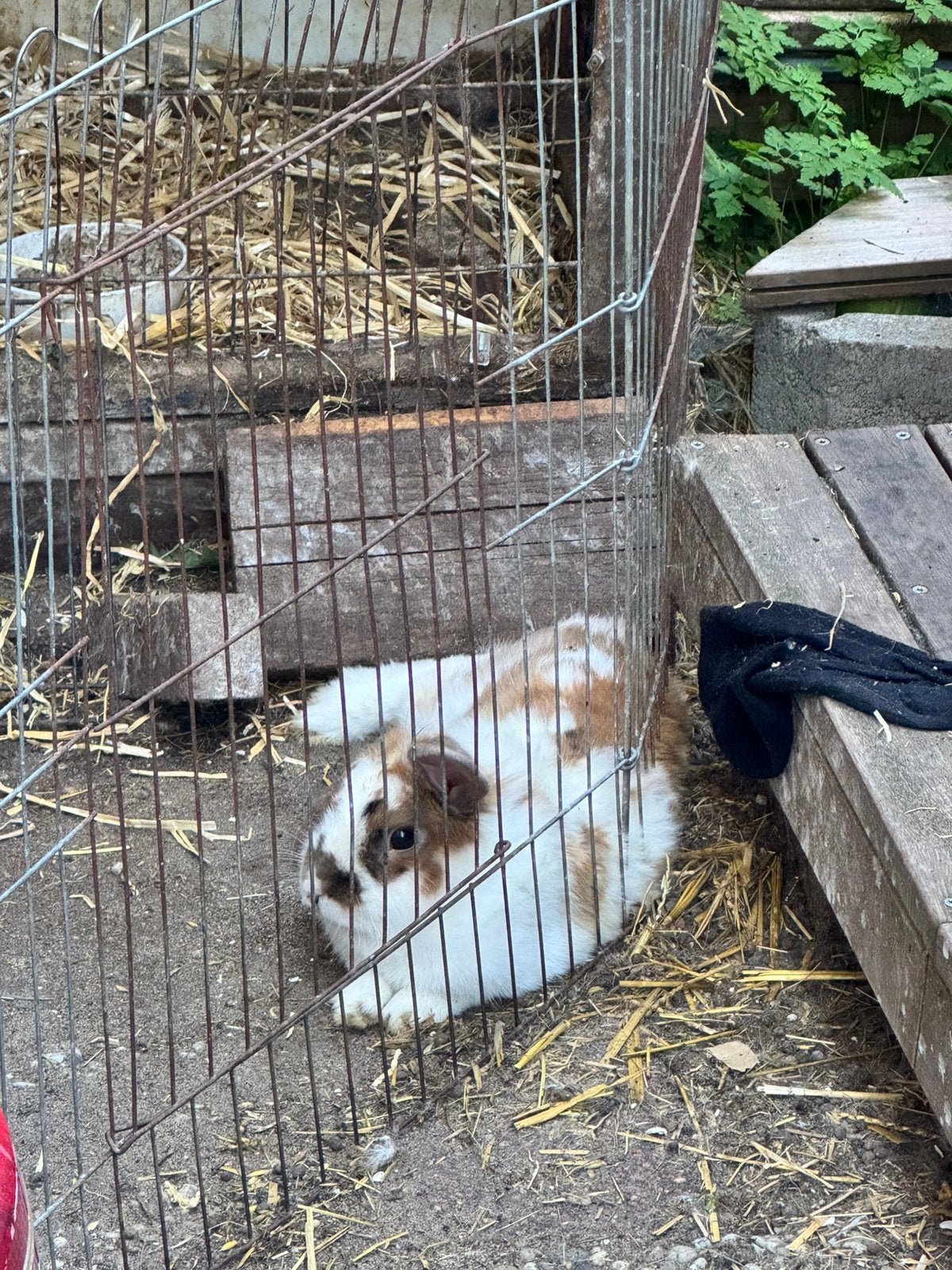 2 lieve konijnen (met hok, voer en stro), Dieren en Toebehoren, Konijnen