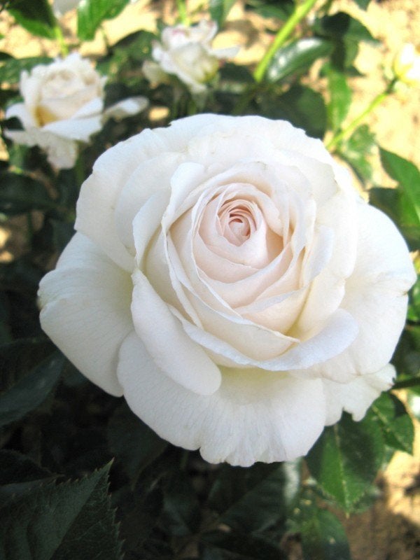 Rosa Elvis Theehybride Geurend, snijroos, tuinroos, geurroos, Tuin en Terras, Overige soorten, Volle zon, Vaste plant, Ophalen of Verzenden