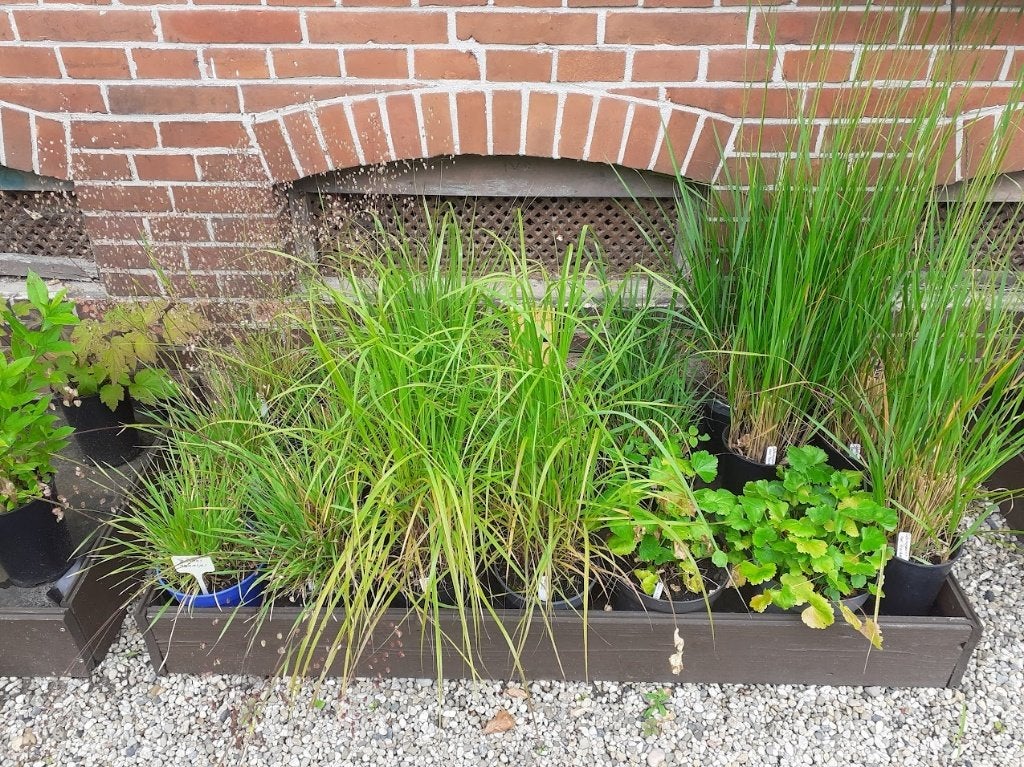 Siergrassen, oa calamagrostis, eragrostis, pennisetum, Ophalen, Vaste plant, Siergrassen, Volle zon