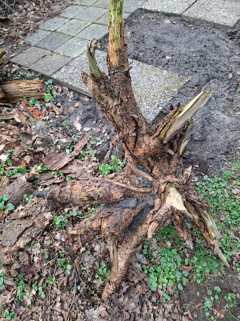 Prachtige boomstronk, Ophalen