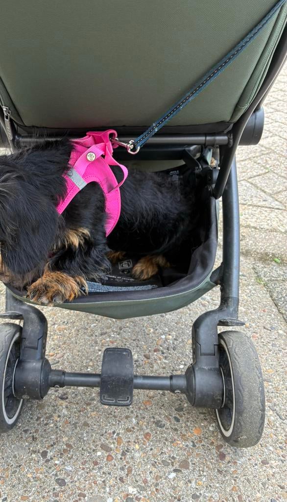 Halsband/tuigje Curli, Dieren en Toebehoren, Honden-accessoires, Zo goed als nieuw, Ophalen of Verzenden
