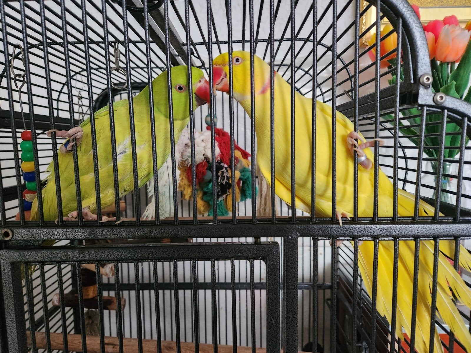 Tamme halsband parkieten, Dieren en Toebehoren, Vogels | Parkieten en Papegaaien, Meerdere dieren, Parkiet, Tam