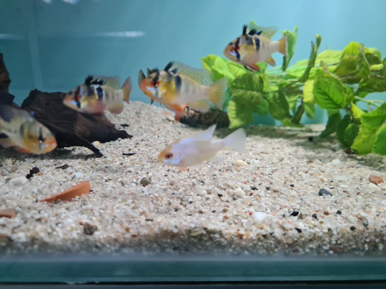 Microgeophagus Ramirezi Cichliden, dwergcichliden, Dieren en Toebehoren, Vissen | Aquariumvissen, Vis, Zoetwatervis