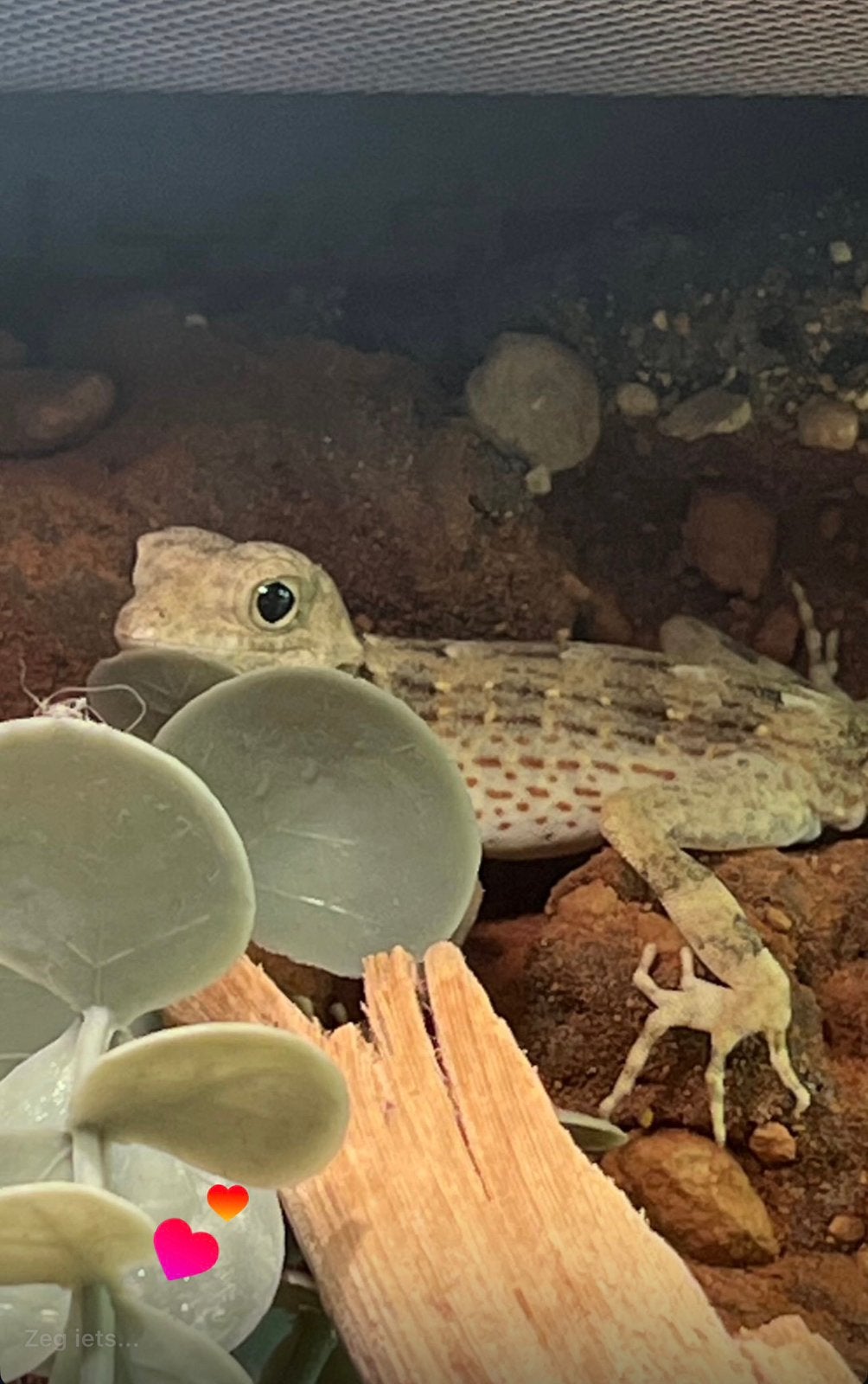 1.0 pristurus carteri, Dieren en Toebehoren, Reptielen en Amfibieën, Hagedis, 0 tot 2 jaar