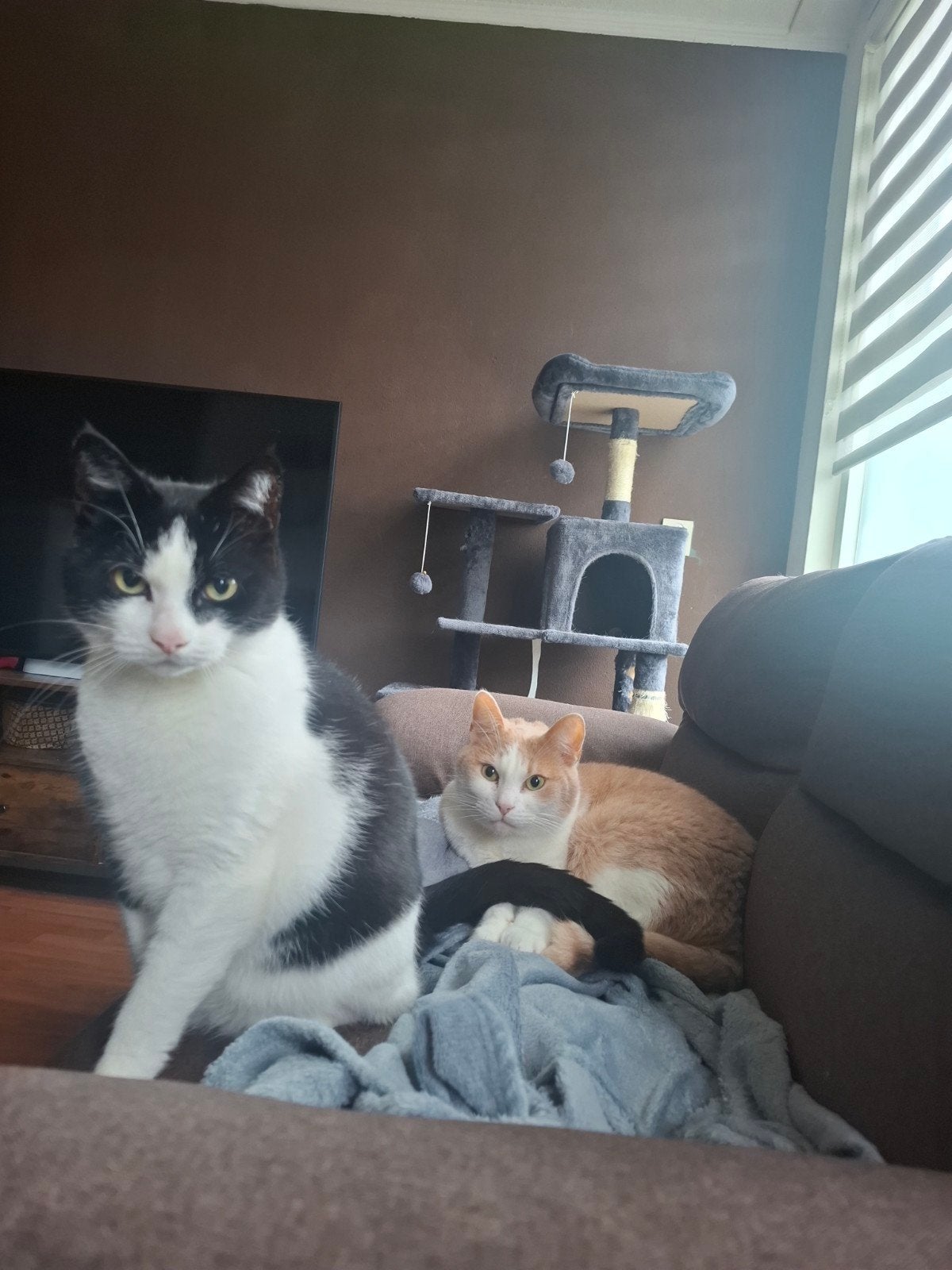 2 leuke katten ter overname, Kater, 6 jaar of ouder