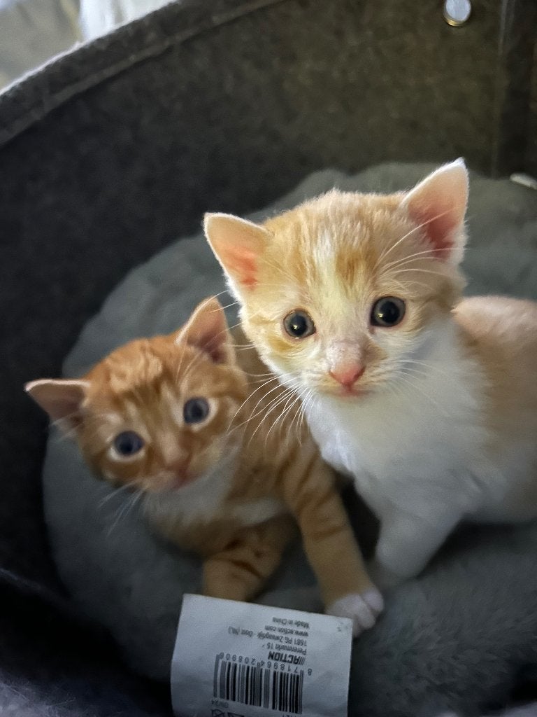 Baby kittens, Meerdere dieren, Kortharig, 0 tot 2 jaar