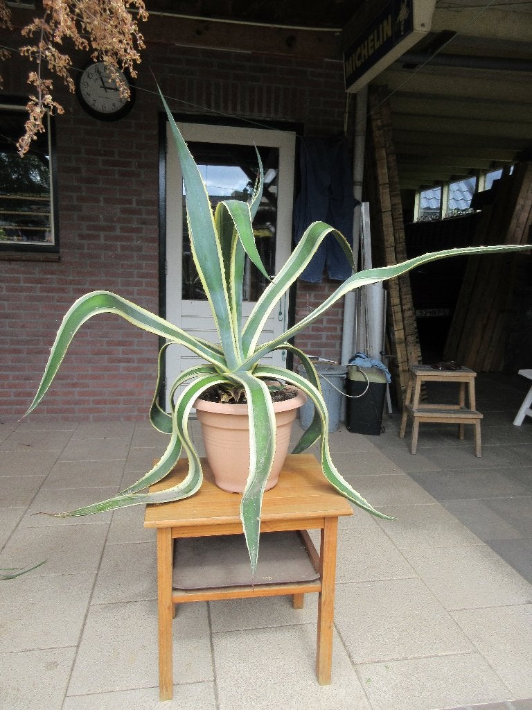 Agave Americana Variegata, Huis en Inrichting, Ophalen, Overige soorten, In pot, Minder dan 100 cm