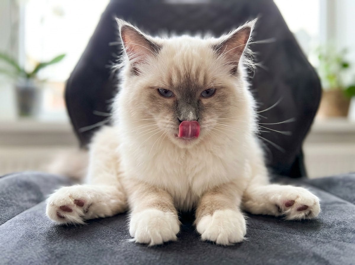 Prachtige & Grote Ragdoll Kater 6 mnd, Dieren en Toebehoren, Kater, Gechipt