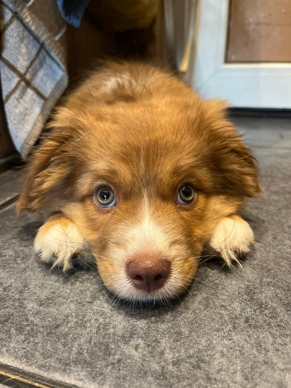 Prachtig puppy reutje, Dieren en Toebehoren, Reu, Eén hond, Pekingees of Dwergspaniel, Nederland