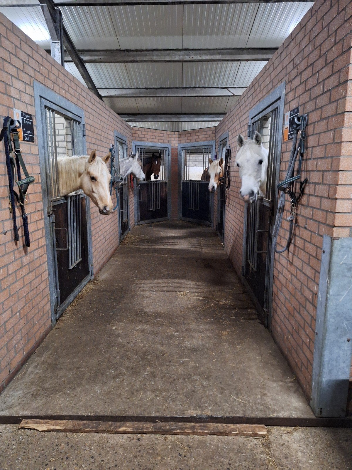 1 stal beschikbaar voor merrie en opfok voor merrieveulens, Dieren en Toebehoren, Opfok, 4 paarden of pony's of meer