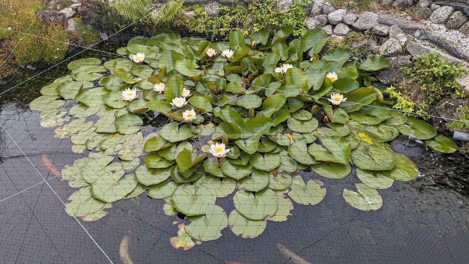 Waterlelie wit, rijk bloeiend, Ophalen