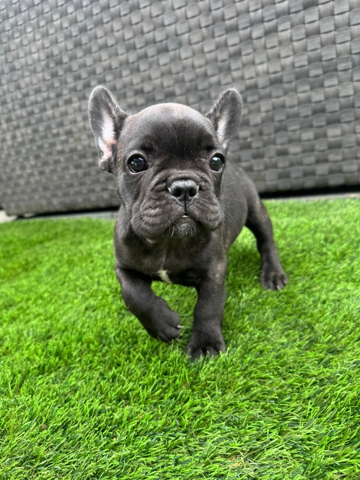 Franse bulldog pup, Dieren en Toebehoren, HCC (leverziekte), 8 tot 15 weken, Bulldog, Meerdere