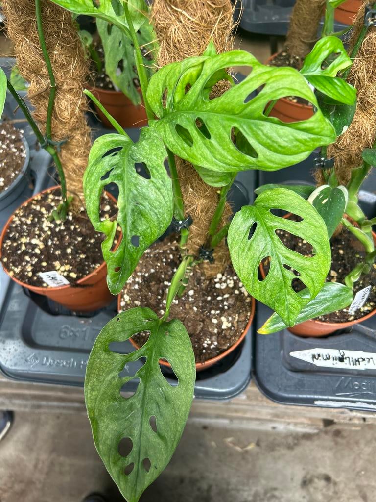 Monstera leichtlinii mint op mosstok - 60cm, Huis en Inrichting, Kamerplanten, Ophalen of Verzenden