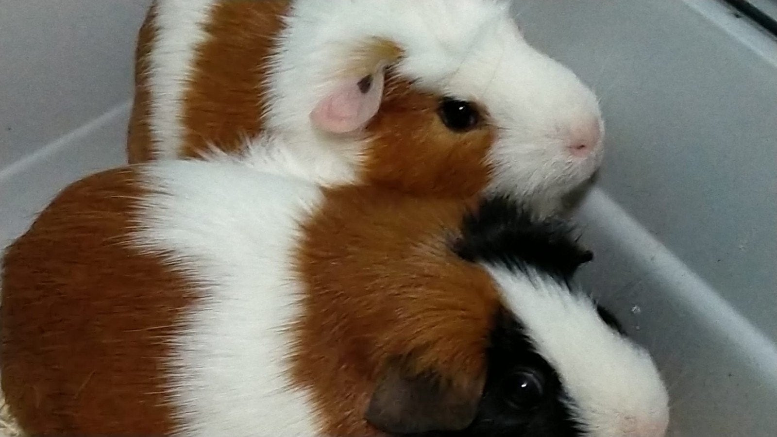 2 cavia zeugjes incl buitenhok, binnenkooi, Mei, Vrouwelijk, Cavia