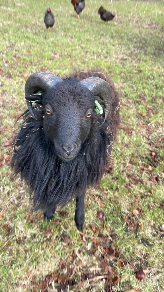 Ouessant ram, Dieren en Toebehoren, Mannelijk, Schaap