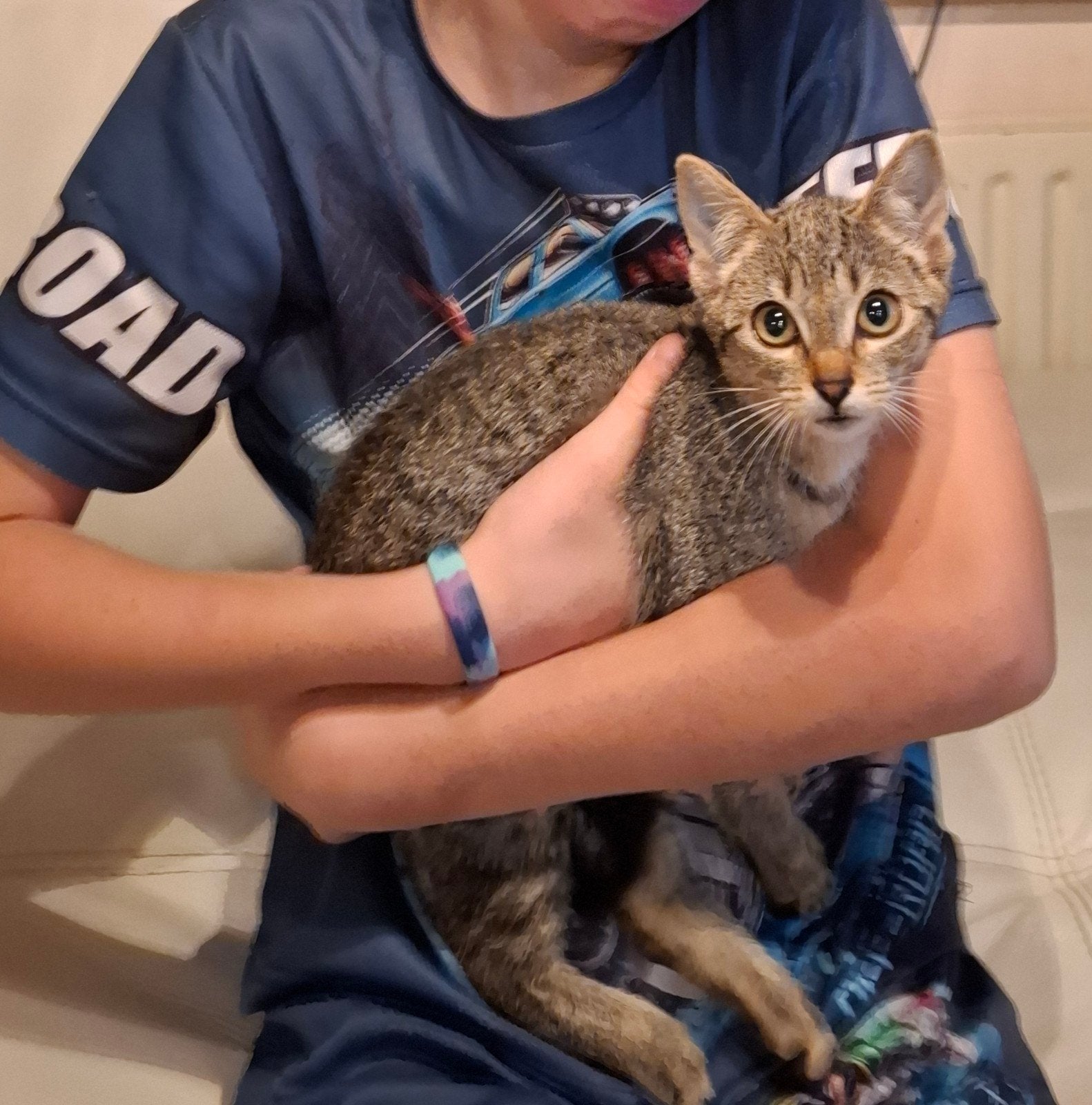 2. kittens, Dieren en Toebehoren, Poes