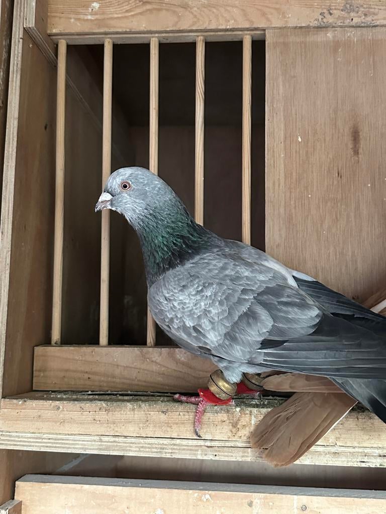 Te koop Afghaans Duiven, Dieren en Toebehoren, Meerdere dieren, Overige soorten