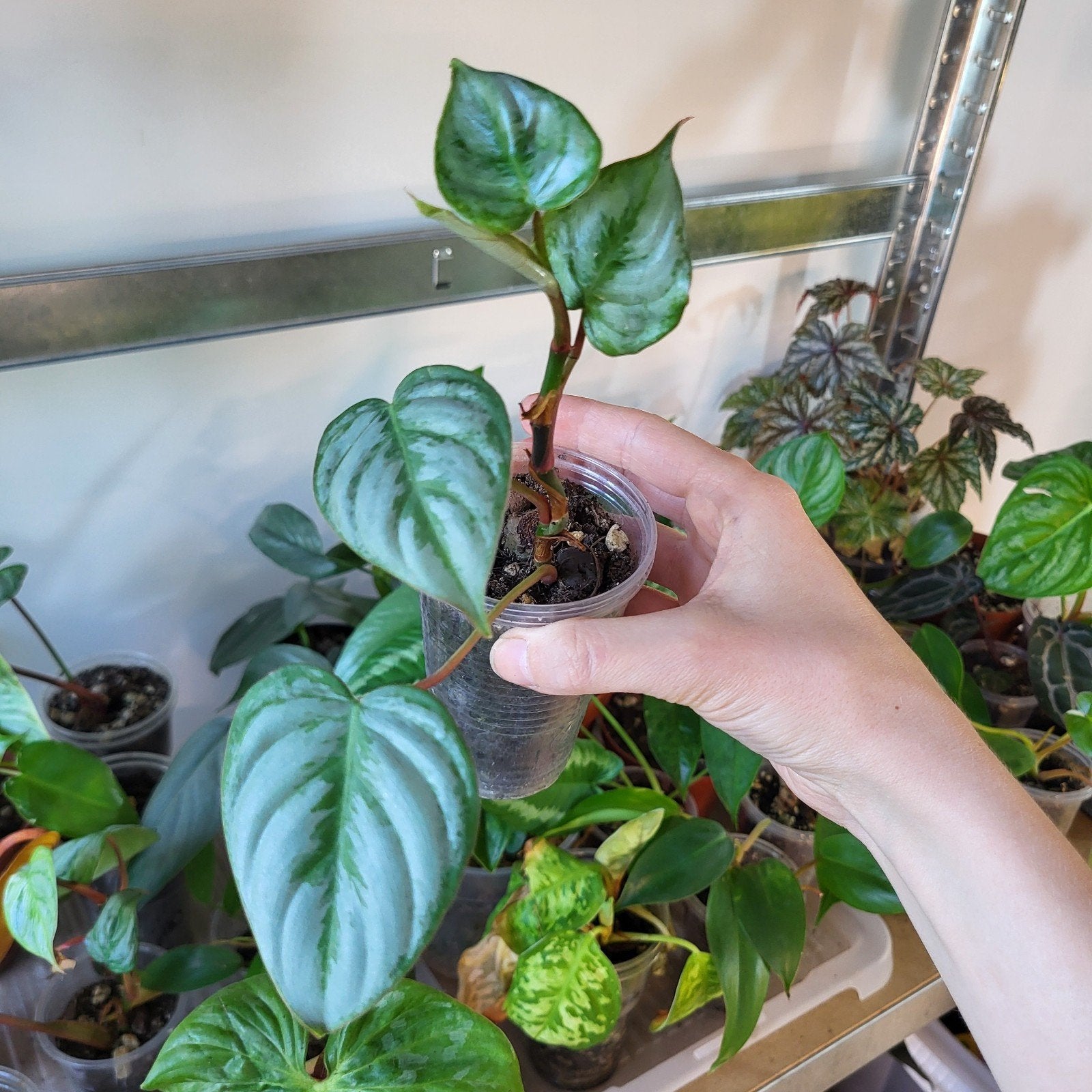 Philodendron sodiroi, Huis en Inrichting, Kamerplanten, Ophalen of Verzenden, Halfschaduw, Minder dan 100 cm