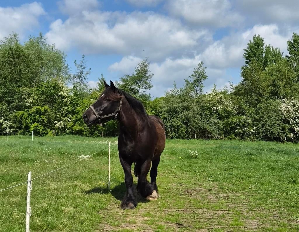 Nederlands trekpaard Merrie, Dieren en Toebehoren, Paarden, Merrie, Met stamboom, Onbeleerd, 11 jaar of ouder