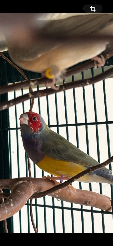 Gouldamadine, Meerdere dieren, Tropenvogel