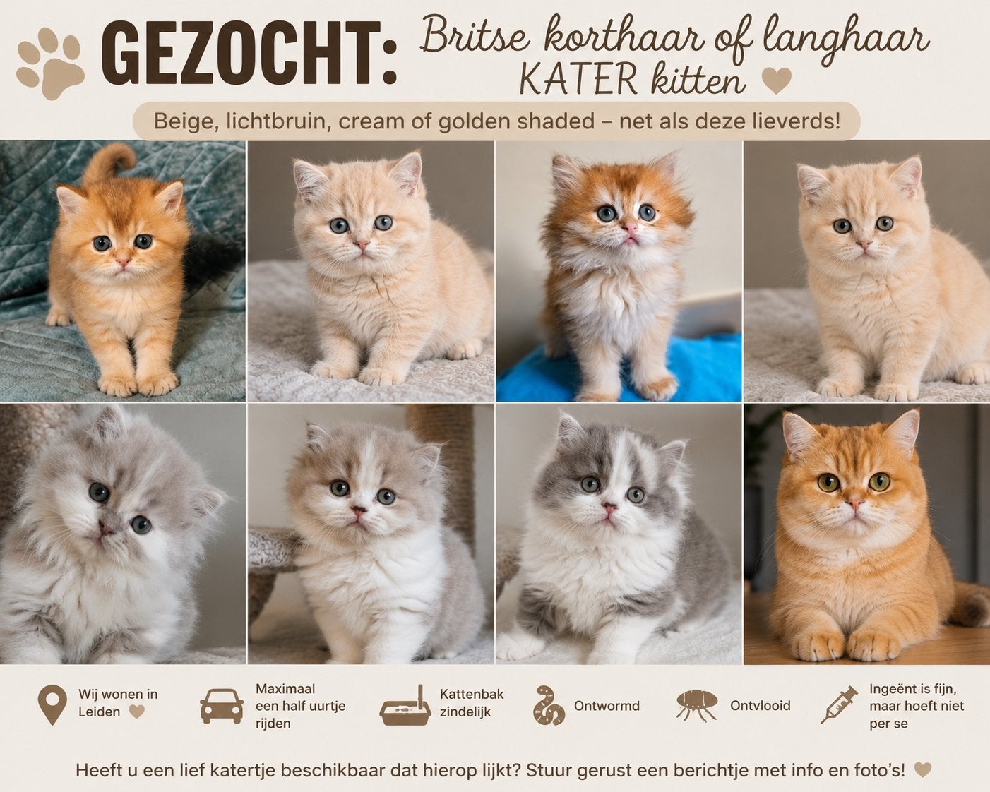 GEZOCHT: Britse Korthaar of Langhaar KATER, Ophalen of Verzenden