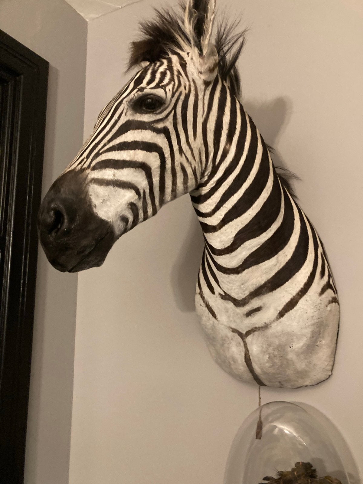 Opgezette zebra kop - Unieke wanddecoratie, Ophalen of Verzenden