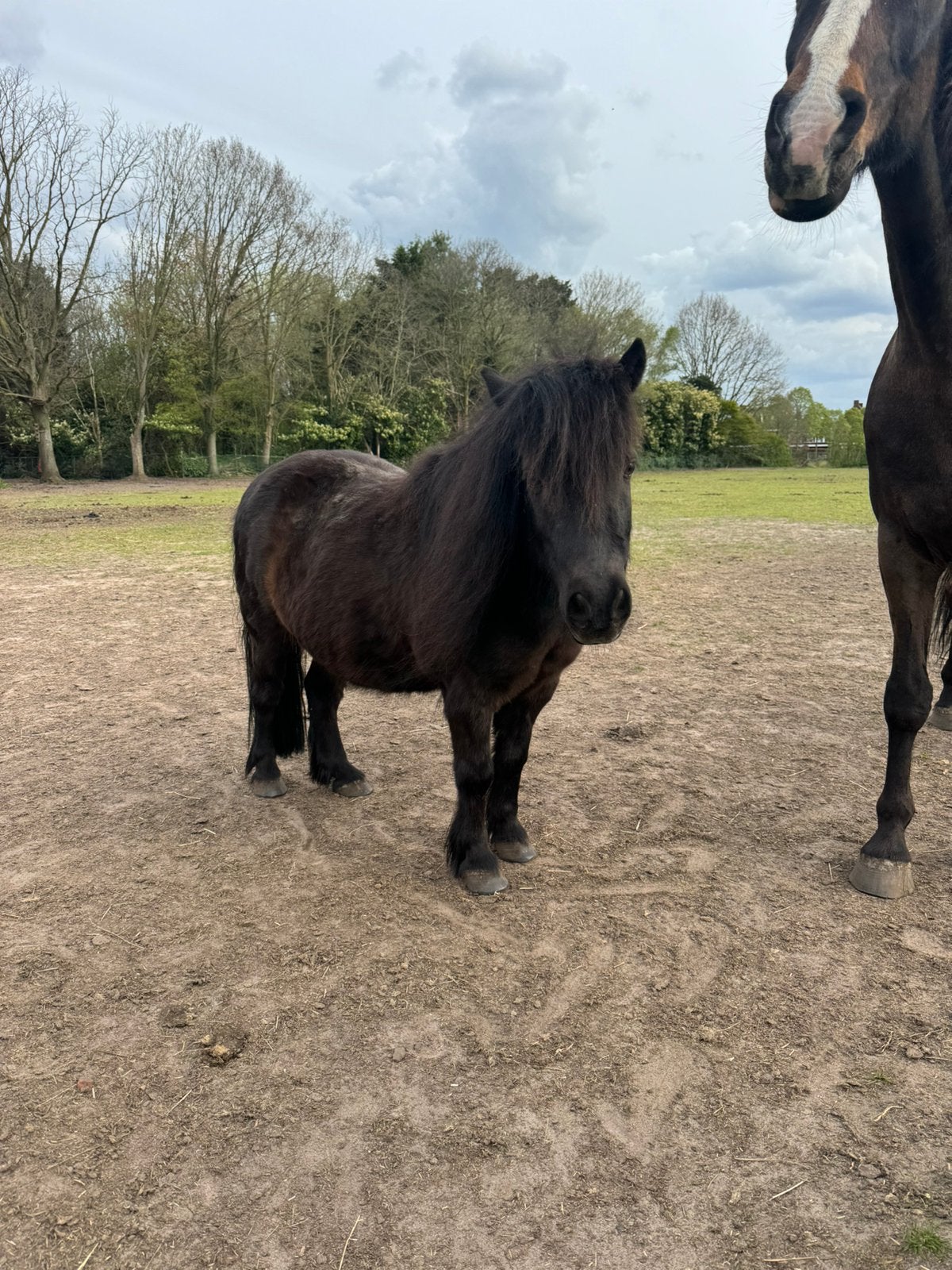 Gezocht: stalling voor shetland pony